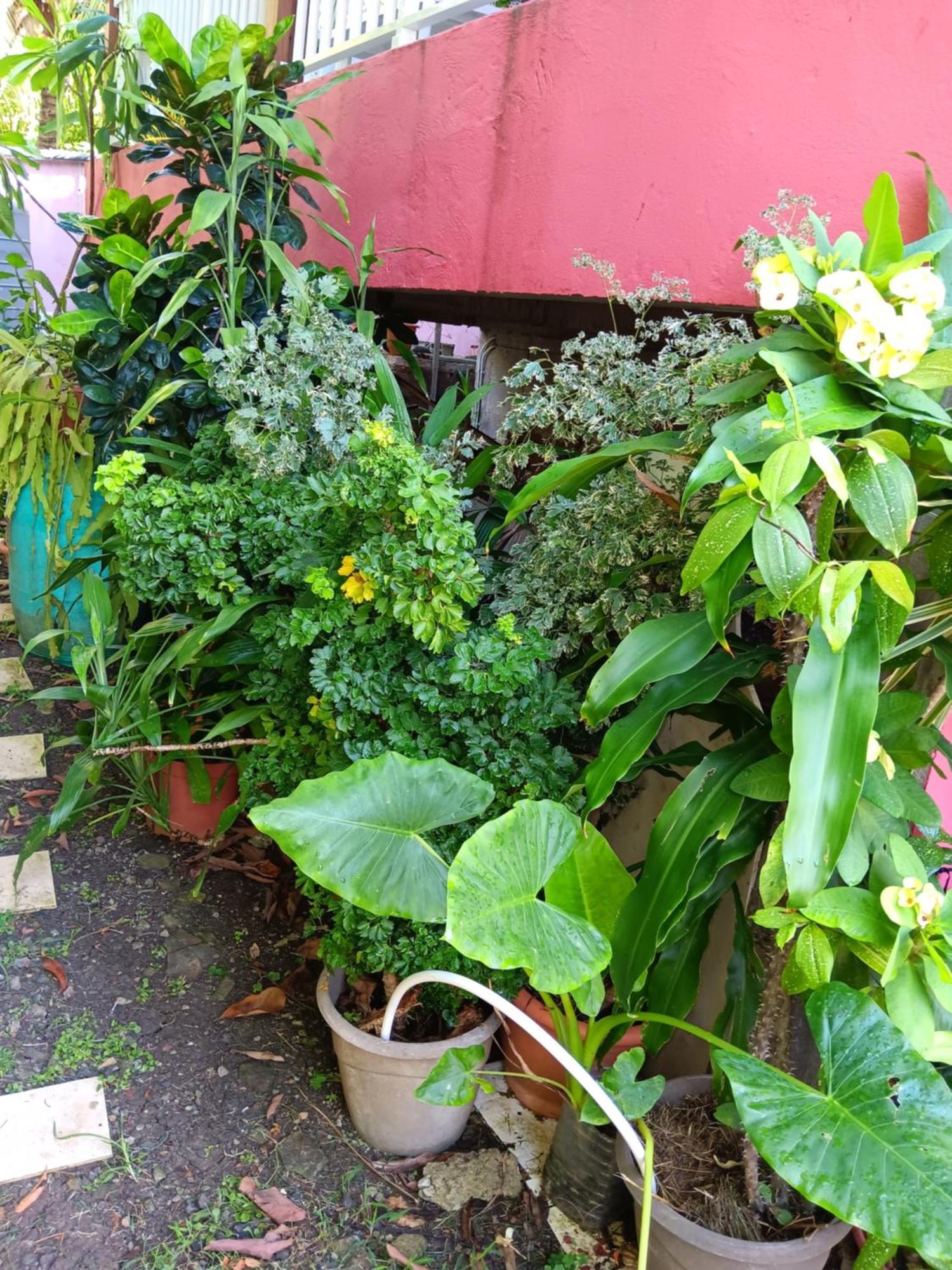 Sous Le Manguier Apartment แซ็งแตนน์ ภายนอก รูปภาพ